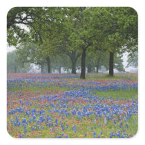 Texas, Texas Hill Country, Texas Paintbrush and