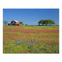 Texas, Texas Hill Country, Texas paintbrush