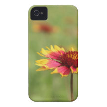 Texas Wildflowers - Indian Blanket flower iPhone 4 Case