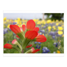 Texas Wildflowers Post Card