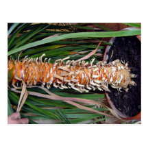 Texture de tige de plante carte postale
