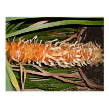 Texture de tige de plante carte postale