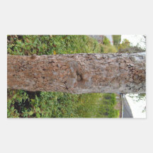 Texture d'écorce d'arbre en détail sticker rectangulaire