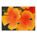 TGK CA POPPY PARTY CARDS