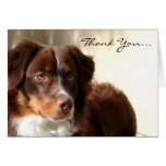 Thank You Australian shepherd greeting card