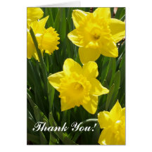 Thank You Card Daffodils