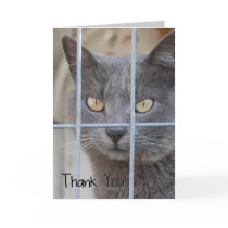 Thank You! Cat Cards