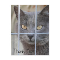 Thank You! Cat Postcards