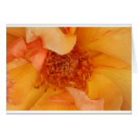 Thank You Greeting Cards
