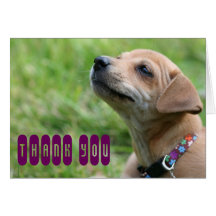 Thank you! greeting cards
