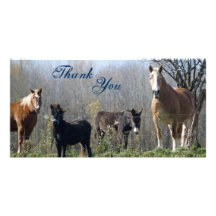 Thank You- Horses, Pony, and Donkey Photocards Picture Card