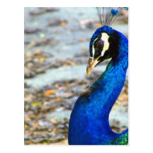 Thank you/I Miss You_ Postcard