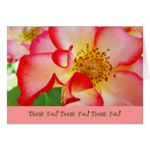 Thank You! Note Cards Red White Rose Flowers