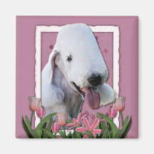 Thank You - Pink Tulips - Bedlington Terrier Magnet