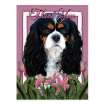Thank You - Pink Tulips - Cavalier - Tri-Colour Post Cards
