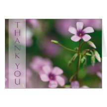 Thank You - Pink Wood Sorrel Greeting Card