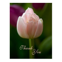 Thank You Postcard