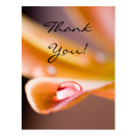 Thank you postcard