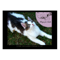 Thanks Life Lessons From A Cat ACEO Art Cards