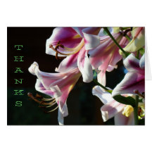 THANKS NOTE CARDS Pink White Lily Flowers Lilies