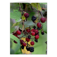 Thanksgiving blackberries greeting card