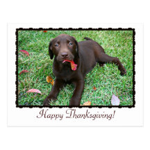 Thanksgiving Postcard with Chocolate Lab