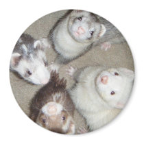 The 4 Musketeer Ferrets! Refrigerator Magnet