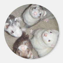 The 4 Musketeer Ferrets! Refrigerator Magnet