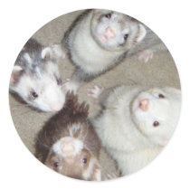 The 4 Musketeer Ferrets! Sticker