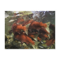 The Adams River sockeye run is one of the Post Card