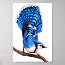 The Alert Blue Jay Poster