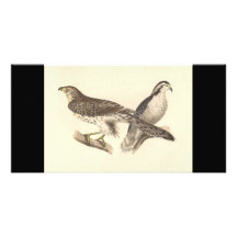 The American Goshawk	(Astur atricapillus) Photo Card