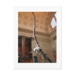 The American Museum of Natural History, NYC postcards