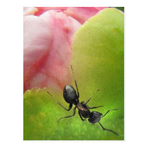 The Ant and the Peony Postcards