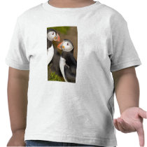 The Atlantic Puffin, a pelagic seabird, shown