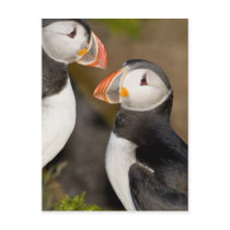 The Atlantic Puffin, a pelagic seabird, shown