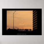The bats of Austin Posters