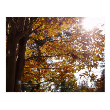 The Beauties of Fall Post Card