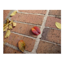 The Beauties of Fall Post Cards