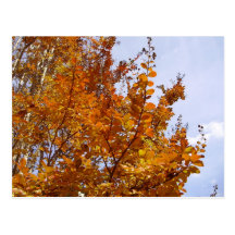 The Beauties of Fall Post Cards