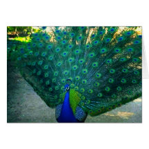 The beauty of a Peacock Greeting Card