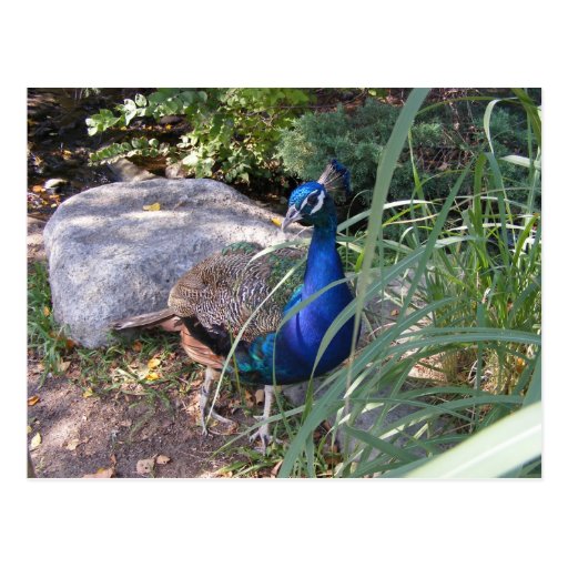 THe beauty of a peacock Post Cards