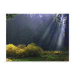 The Beauty of Mother Nature Post Cards