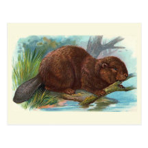 "The Beaver" Vintage Illustration Postcards
