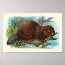 "The Beaver" Vintage Illustration Posters