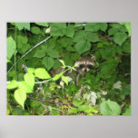 The Berry-Bandit Print