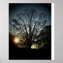 The bg Oak Tree Posters