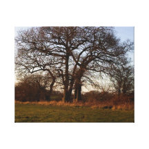 The Big Fish Tree Gallery Wrapped Canvas