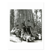The Big Trees of Mariposa Grove Post Card