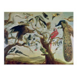 The Bird's Concert Post Card